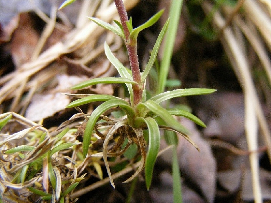 Phlox subulata
